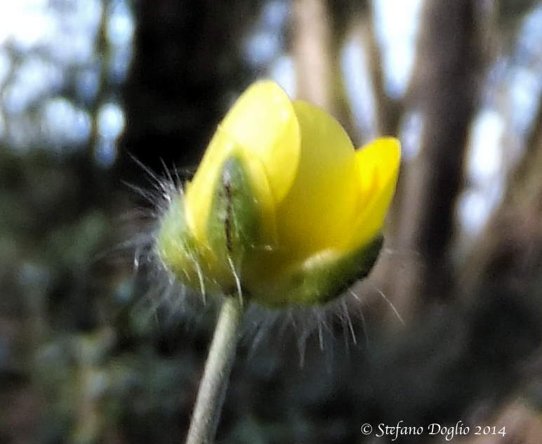 Ranunculus langinosus